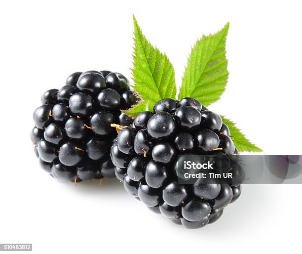 Blackberry With Leaf Isolated On White Stock Photo - Download Image Now - Blackberry - Fruit, Fruit, White Background