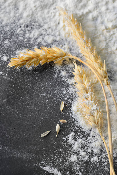 istock whole flour and wheat ears 510483960