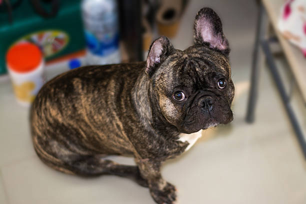 istock French Bulldog 510484394