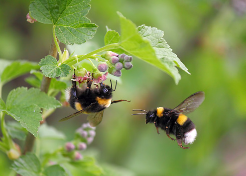 two bumblebee, the first one on a flower, the second in flight, spring 2012, near Moscow, Russia