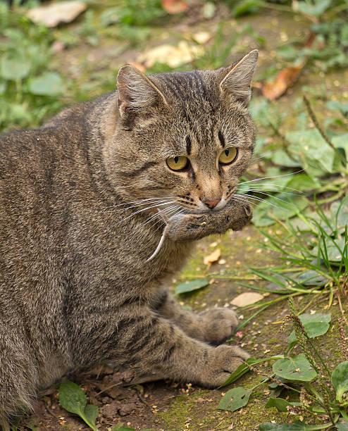 istock cat holding a dead mouse in mouth 510484620