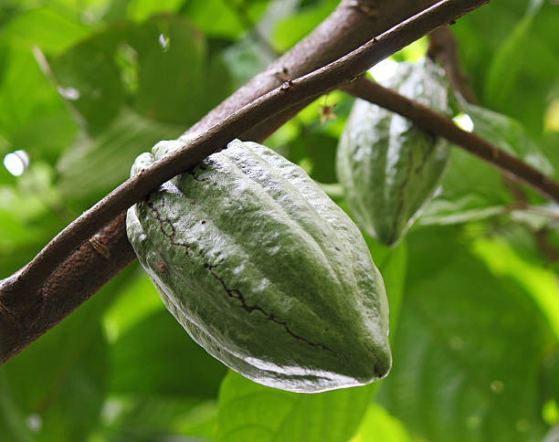 istock fresh cocoa bean on a branch 510485014