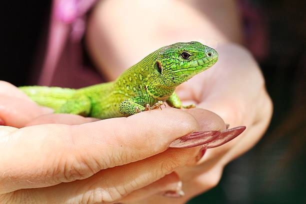 istock green lizard lacerta viridis in human hands 510486136