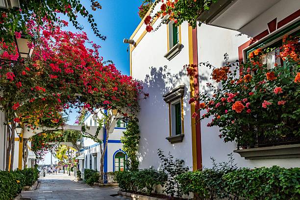 port de mogan, beaux et romantiques ville sur la grande canarie, espagne - purple single flower flower photography photos et images de collection