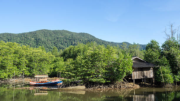istock Mangrove in Thailand. 510486814
