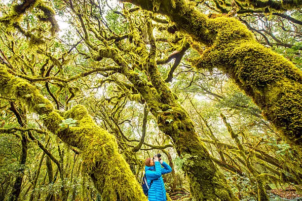 Woman traveling with backpack, photographing with photo camera beautiful evergreen forest in Garajonay park on La Gomera island on Canary island, in Spain. Wide angle shot with copy space