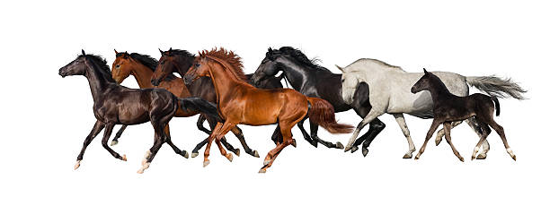 istock Horse herd isolated 510487890