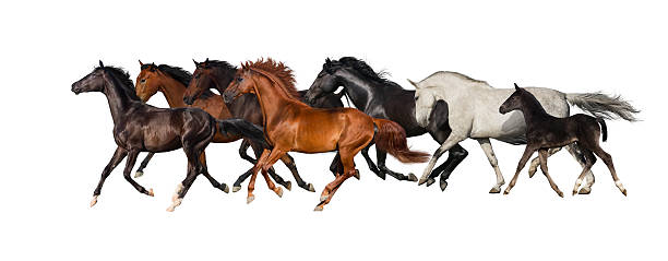 Horse herd isolated Horse herd isolated on white, banner for website white horse running stock pictures, royalty-free photos & images