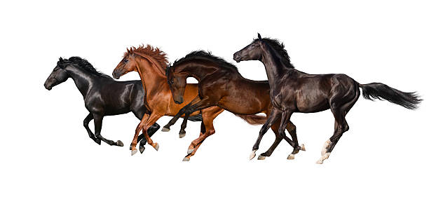istock Horse herd isolated 510487934