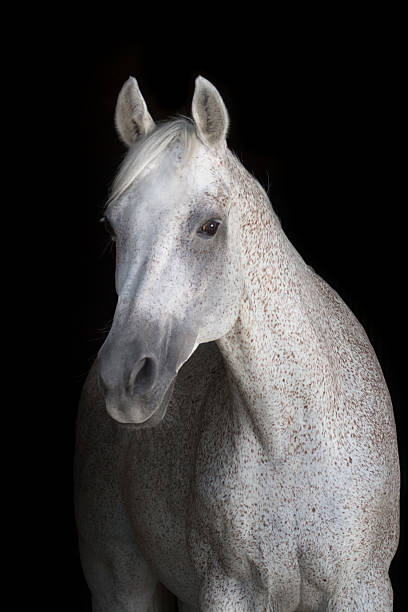 istock Horse on black 510487986