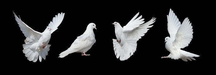 Cuatro palomas blancas photo