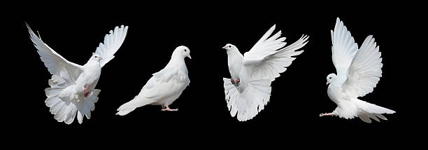 cuatro palomas blancas - paloma blanca fotografías e imágenes de stock