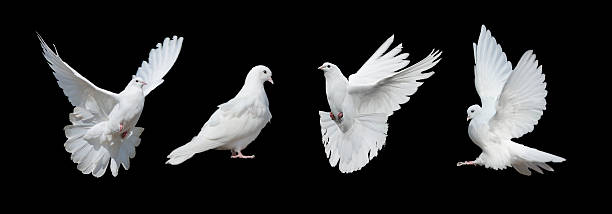 Four white doves Four white doves  isolated on a black background dove bird stock pictures, royalty-free photos & images