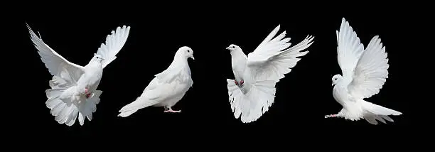 Photo of Four white doves