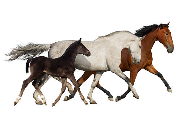 istock Horse herd isolated 510488080