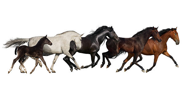 istock Horse herd isolated 510488110