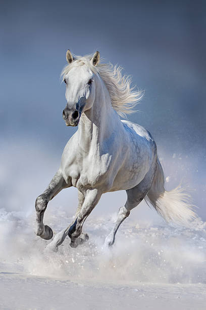 istock White horse in snow 510488172