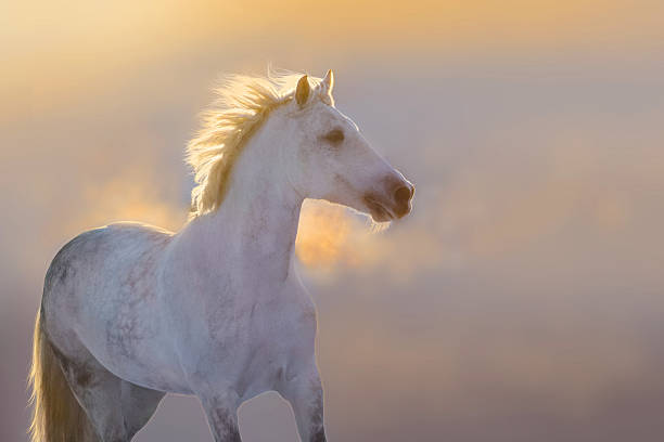 istock Horse in winter day 510488454
