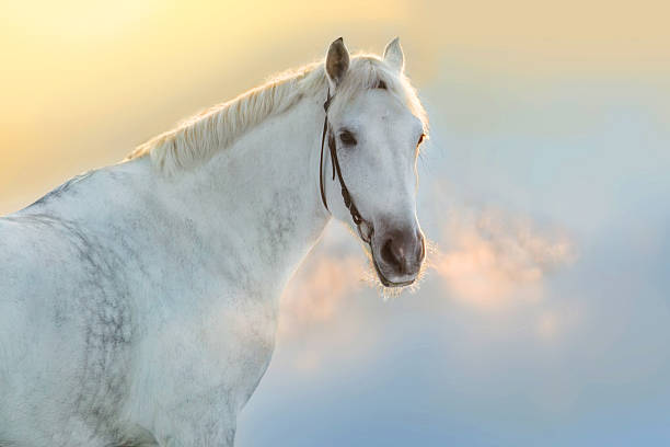 istock Horse in winter day 510488490