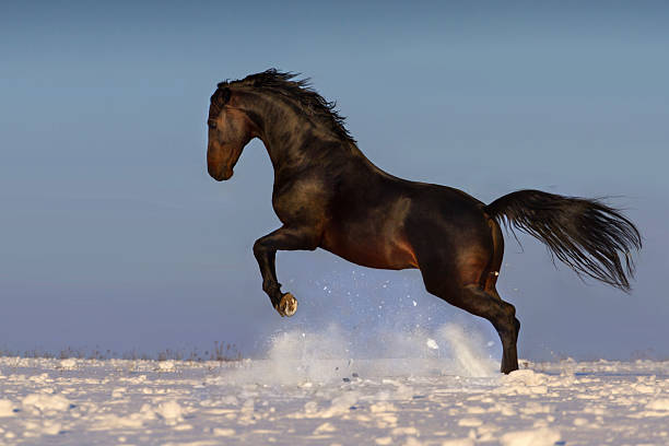 istock Stallion in winter 510488536