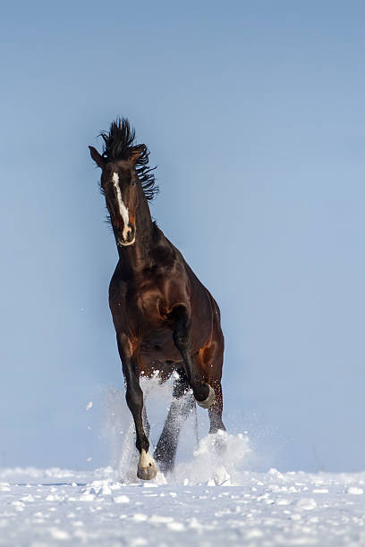 istock Stallion in winter 510488580