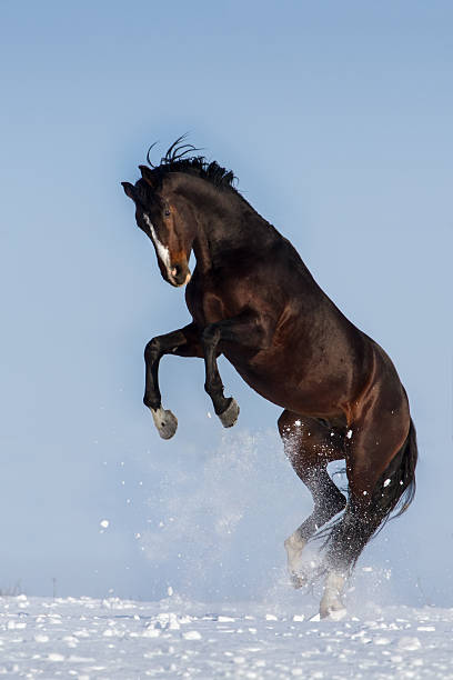 istock Stallion in winter 510488610