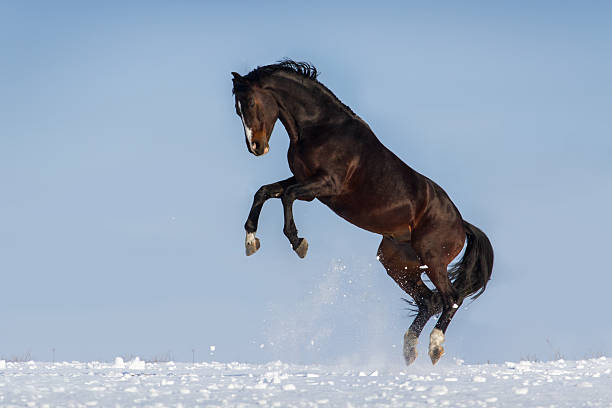 istock Stallion in winter 510488648