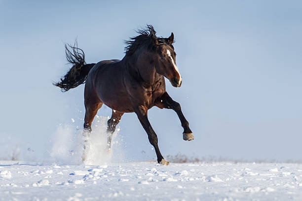 istock Stallion in winter 510488704
