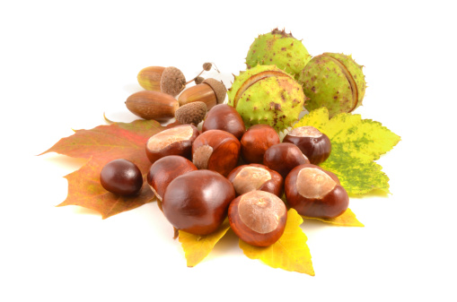 ripe acorns with colorful leaves
