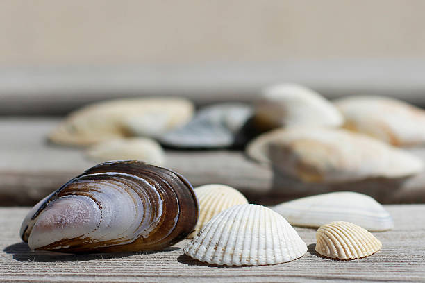 istock Seashells in the sunlight 510488991