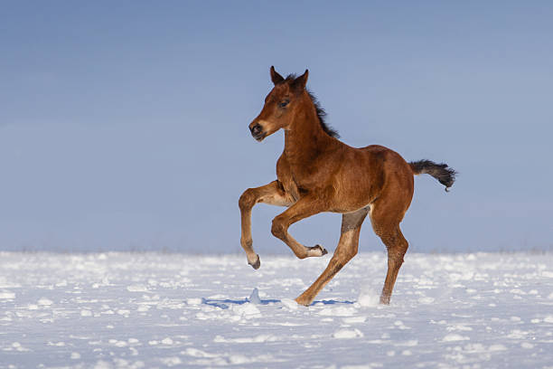 Foal in snow Colt run gallop in snow field newborn horse stock pictures, royalty-free photos & images
