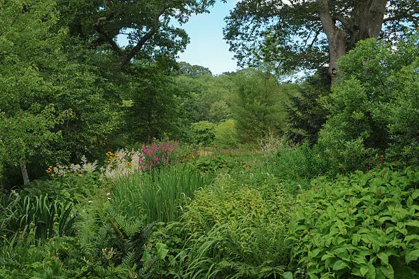 Bog garden in the grounds of Rosemore, Torrington, Devon, England, UK