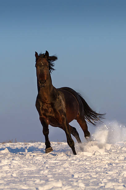 istock Stallion in winter 510489258