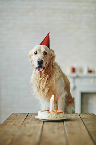 istock Anniversary of pet 510489312