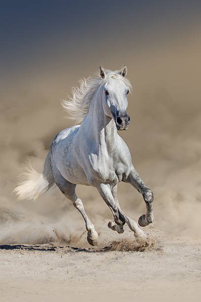 istock Grey arabian horse 510489388