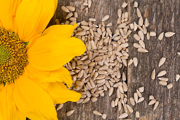 sunflower seeds stock photo