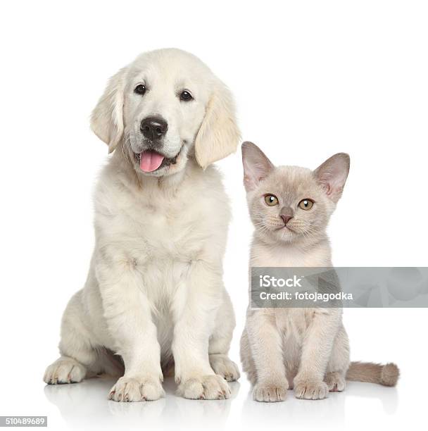 Perro Y Gato Junto Foto de stock y más banco de imágenes de Gatito - Gatito, Cachorro - Perro, Gato doméstico