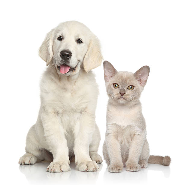 istock Dog and Cat together 510489689