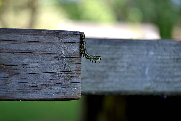 caterpillar - lepidopteron fotografías e imágenes de stock