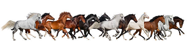 istock Horse herd isolated 510489780