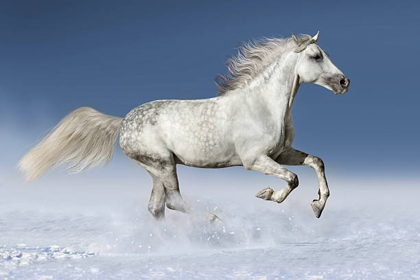 istock White horse in snow 510489816