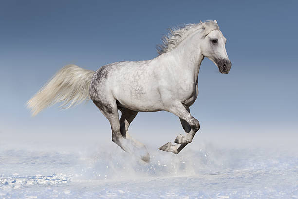istock White horse in snow 510489860