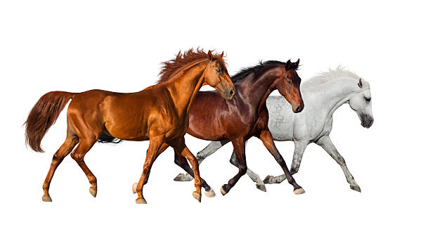 istock Horse herd isolated 510489906