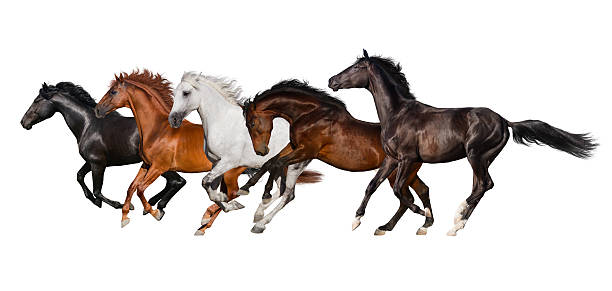 istock Horse herd isolated 510489938