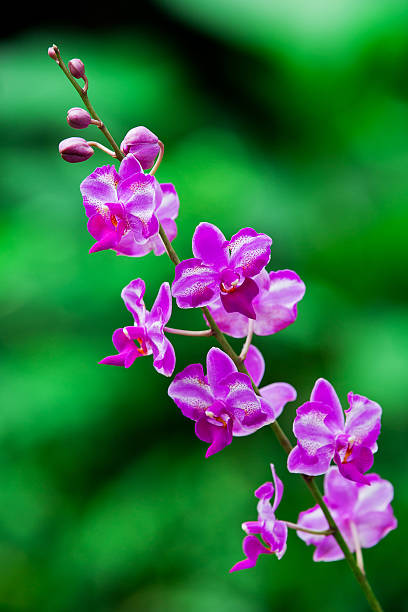 istock Purple orchid 510490183