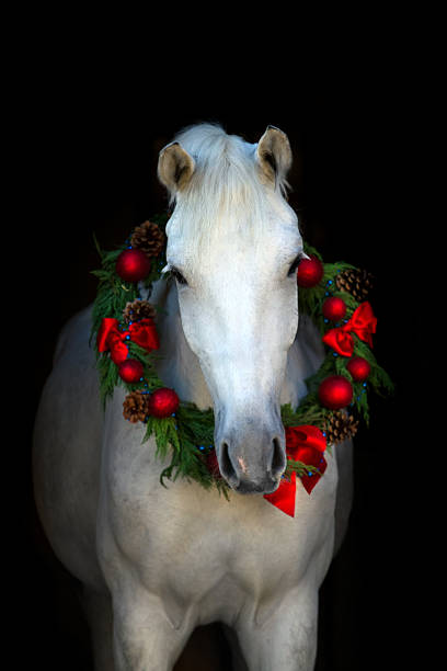 백마 in chistmass - horse stallion andalusia white 뉴스 사진 이미지