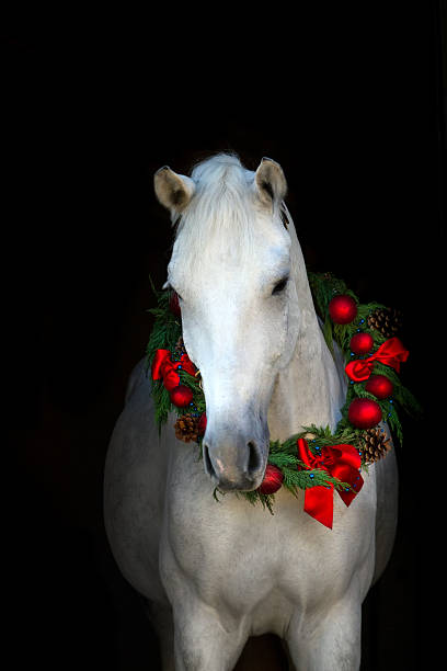 istock White horse in chistmass 510490274