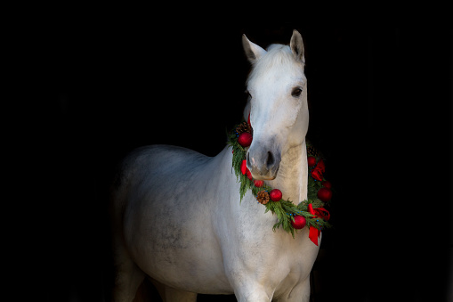 Christmas image of a white horse wearing a wreath and a bow on black background
