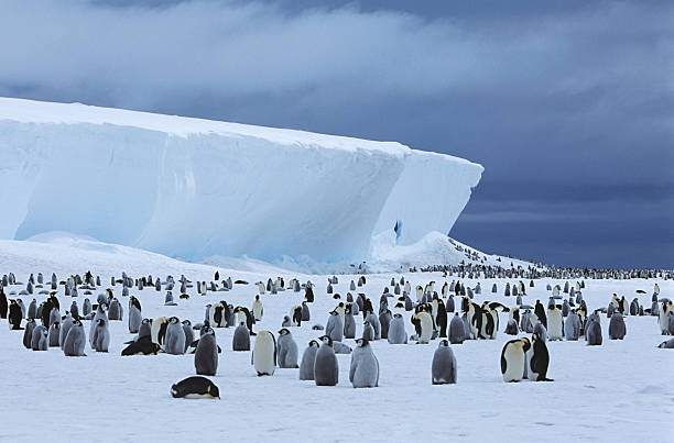 펭귄 - penguin colony nobody horizontal 뉴스 사진 이미지