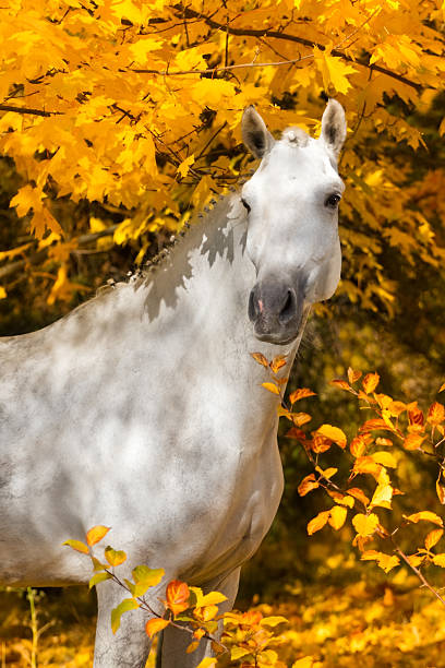 istock Horse in autumn park 510490626